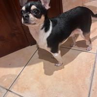 Chihuahua per monta