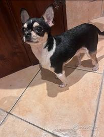 Chihuahua per monta