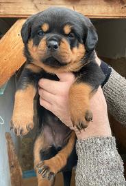 Cuccioli Rottweiler
