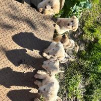 Cani vogliono una casa