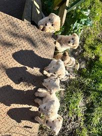 Cani vogliono una casa