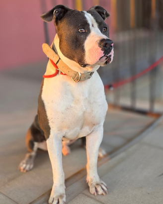 Amstaff per monta