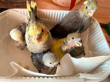 Pulli allevati a mano