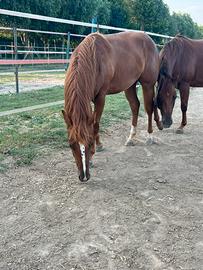 Quarter Horse femmina 2025