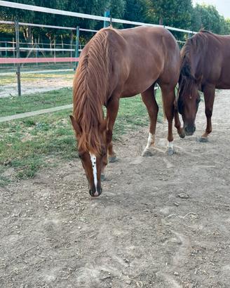 Quarter Horse femmina 2025