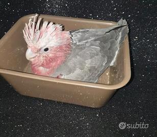 Pappagalli Cacatua Rosecapilla DA IMBECCO