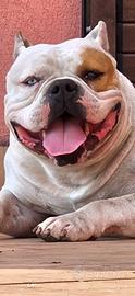 American bully