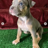 American Pitbull Terrier in standard UKC