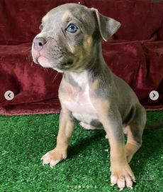 American Pitbull Terrier in standard UKC