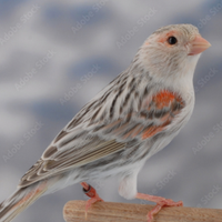 Canarina opale rossa misaica