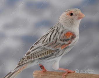 Canarina opale rossa misaica