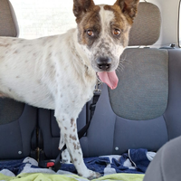 Simpaticissimo cagnolone