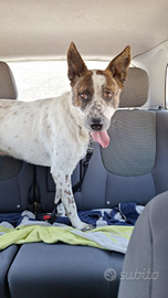 Simpaticissimo cagnolone