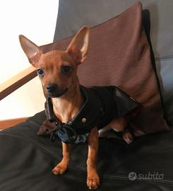 Cucciolo di pincher toy