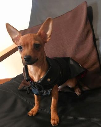 Cucciolo di pincher toy