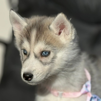 Husky con pedigree enci