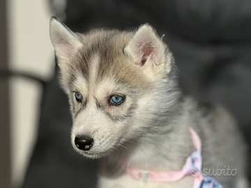 Husky con pedigree enci