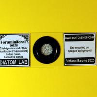 Vetrino da microscopio Foraminiferi oceano Indiano