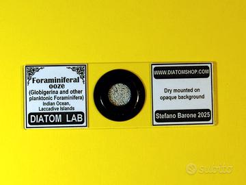 Vetrino da microscopio Foraminiferi oceano Indiano