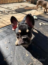 Cuccioli di bulldog francese