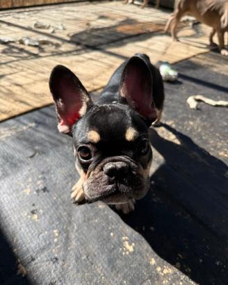 Cuccioli di bulldog francese