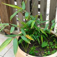 Piante bambù gigante