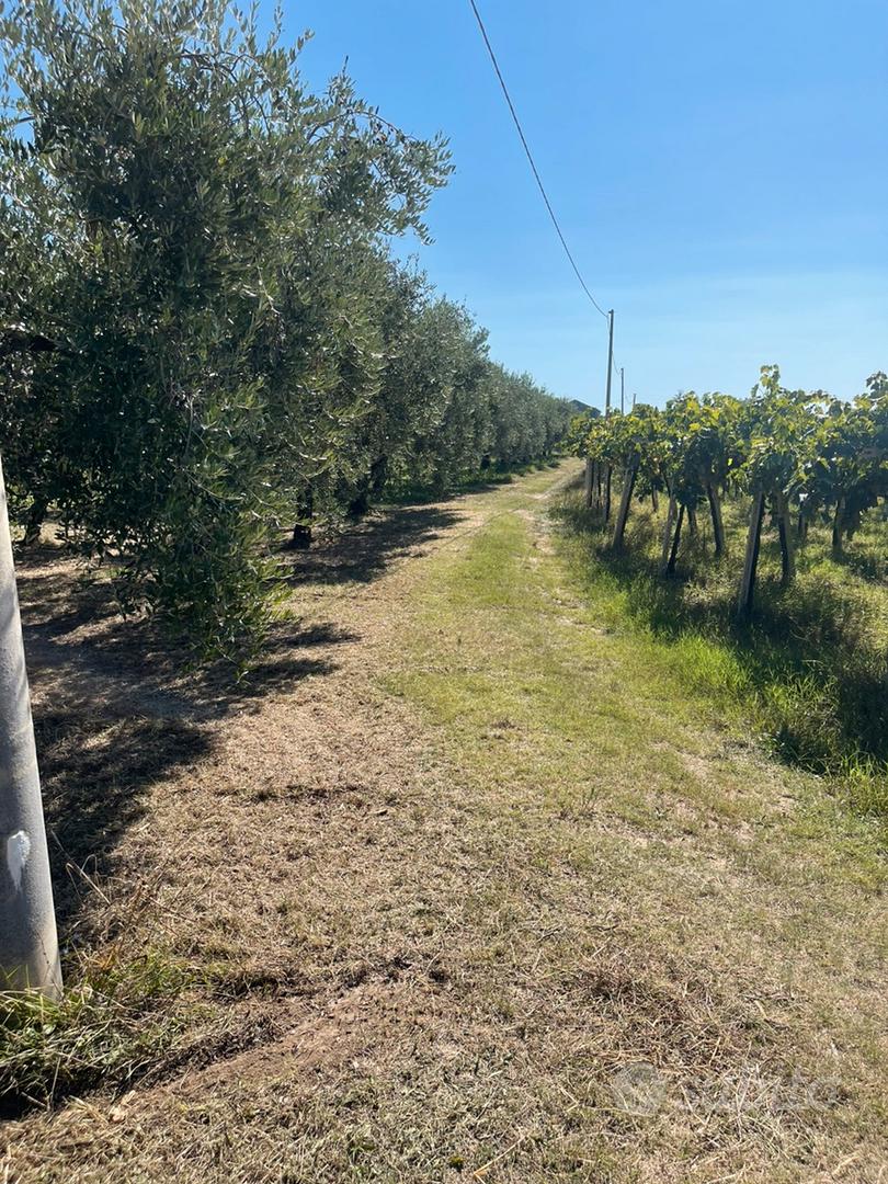 Casale con uliveto - Vista 4