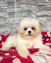 Maltipoo