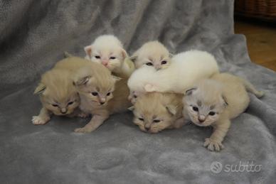 Gattini siberiani