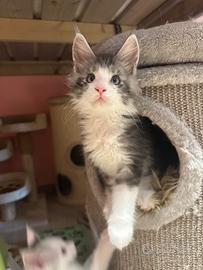 Bellisimi Maine coon