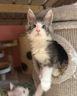 Bellisimi Maine coon