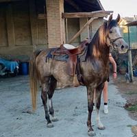 Cavallo