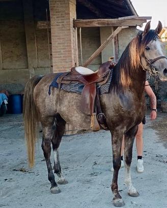 Cavallo