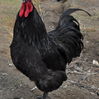 Australorp