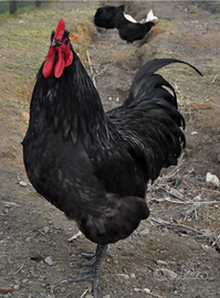 Australorp