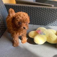 Disponibili Barboncini toy pedigree enci