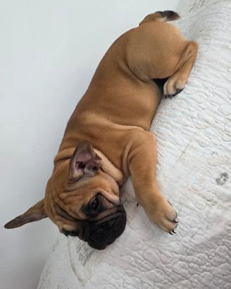 Bulldog francese