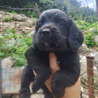 Cocker Breton da tartufo