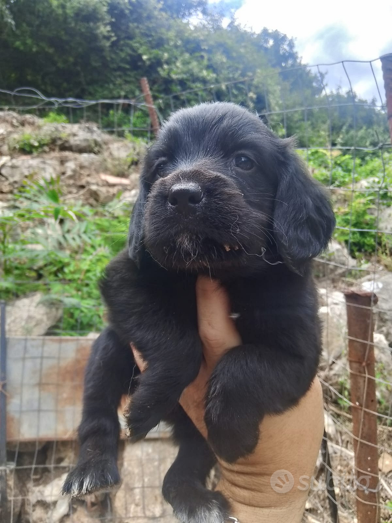 Cocker Breton da tartufo - Animali In vendita a Isernia