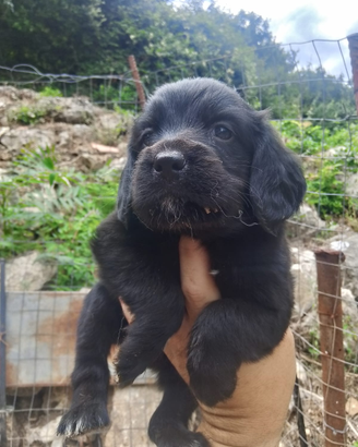 Cocker Breton da tartufo