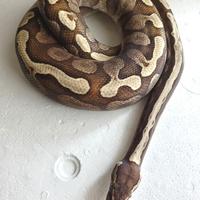 Pitone Reale Butter Ghi Maschio CB/2021