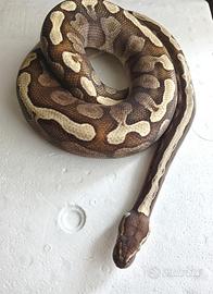 Pitone Reale Butter Ghi Maschio CB/2021