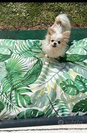 Chihuahua maschio per accoppiamento