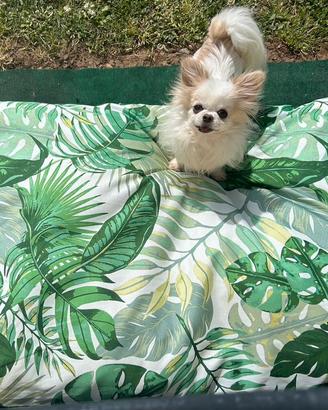 Chihuahua maschio per accoppiamento