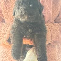 Cuccioli Leggere descrizione