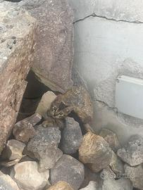 2 gattine di 3 mesi a Brindisi