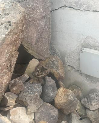 2 gattine di 3 mesi a Brindisi