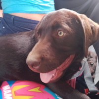 Labrador retriever femmina