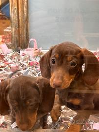 Cuccioli di bassotto Chocolate