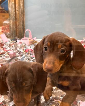 Cuccioli di bassotto Chocolate